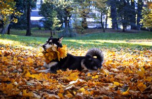 cani in autunno