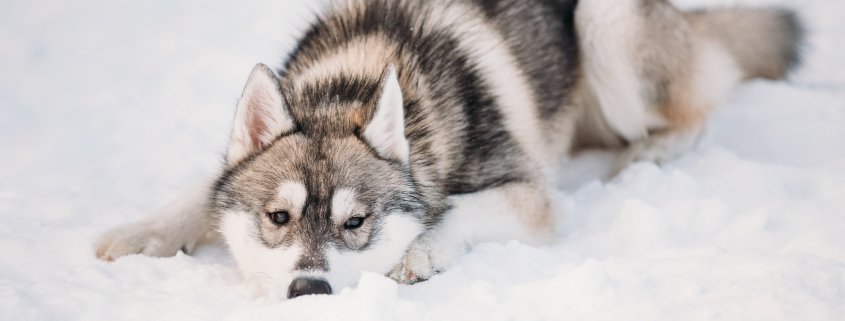 Come prendersi cura dei cani in inverno