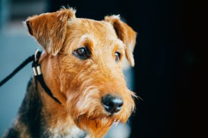 Airedale Terrier carattere e storia