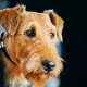 Airedale Terrier carattere e storia