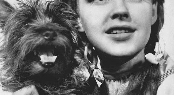 il cane toto e judy garland