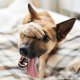 Mal di denti nel cane: sintomi e suggerimenti utili