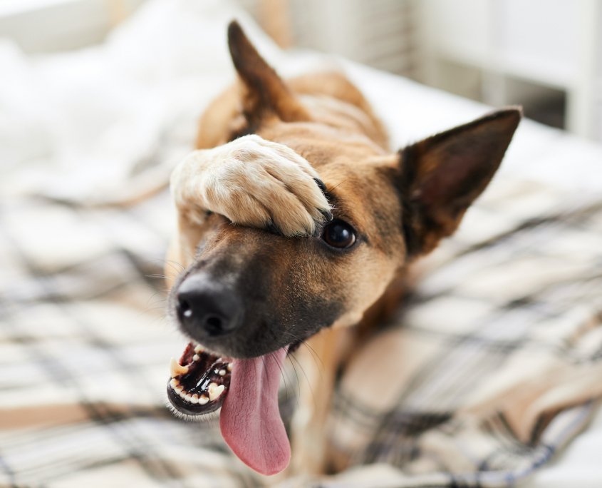 Mal di denti nel cane: sintomi e suggerimenti utili