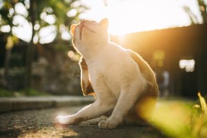 Antiparassitario per gatti fai da te: consigli e ricette
