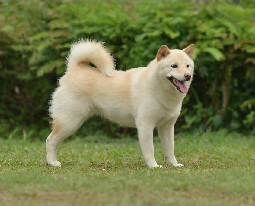 ainu-ken razze canine giapponesi