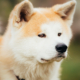 razze canine giapponesi: l'akita inu