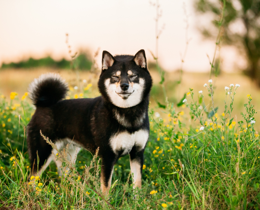 shiba inu, razze canine giapponesi