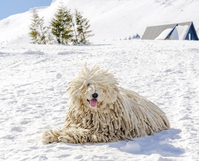 puli o pastore ungherese