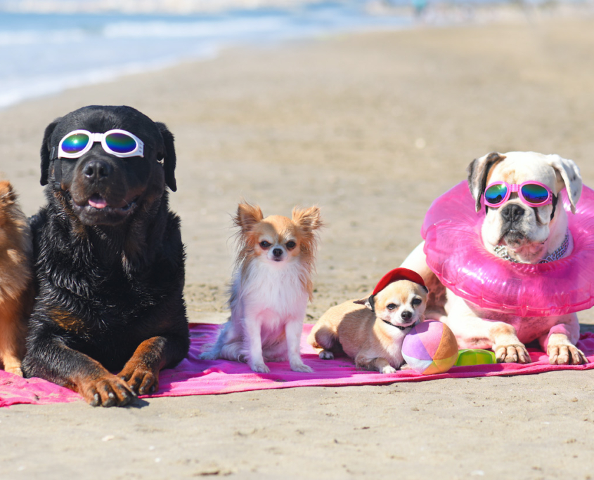 portare i cani in spiaggia