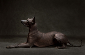 Cane Nudo Peruviano - Perro sin pelo peruviano