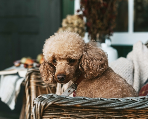 migliori razze di cani per le famiglie