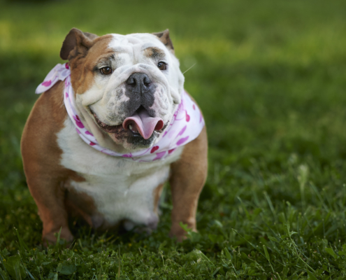 migliori razze di cani per le famiglie