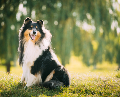 migliori razze di cani per le famiglie