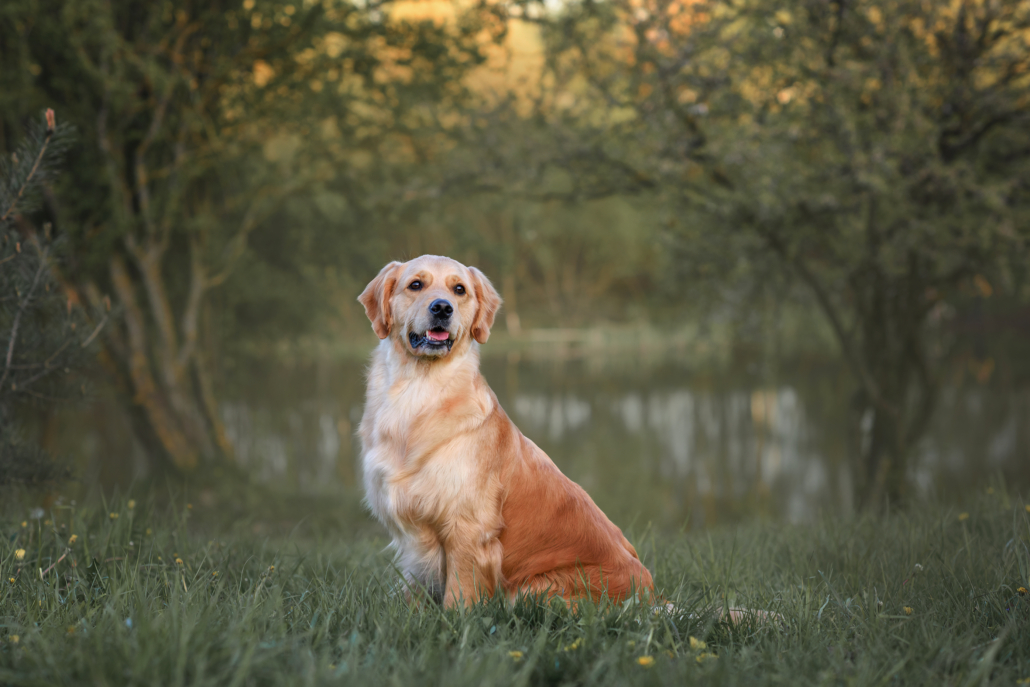 migliori razze di cani per le famiglie