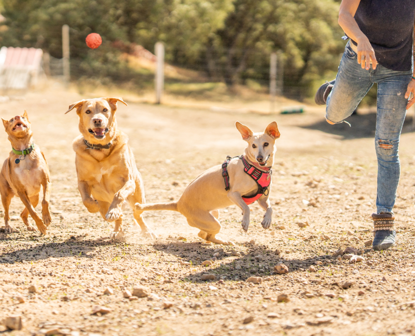 capire il comportamento canino