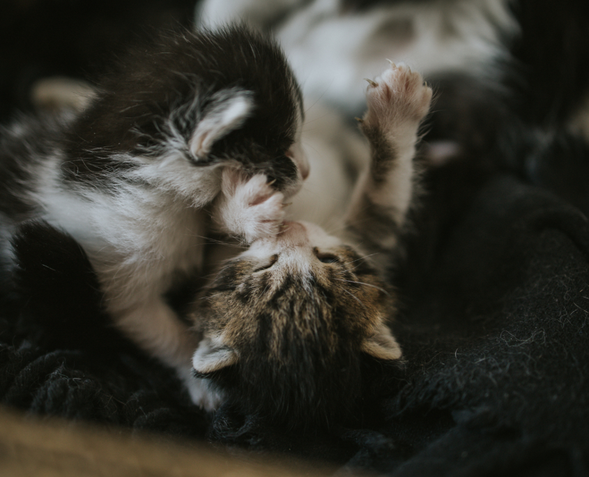 importanza dell'igiene dentale nei gatti