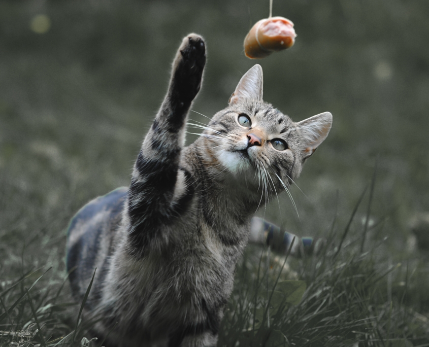 giocattoli fai-da-te per gatti