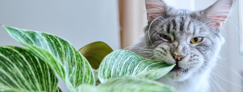 piante da interno sicure per cani e gatti