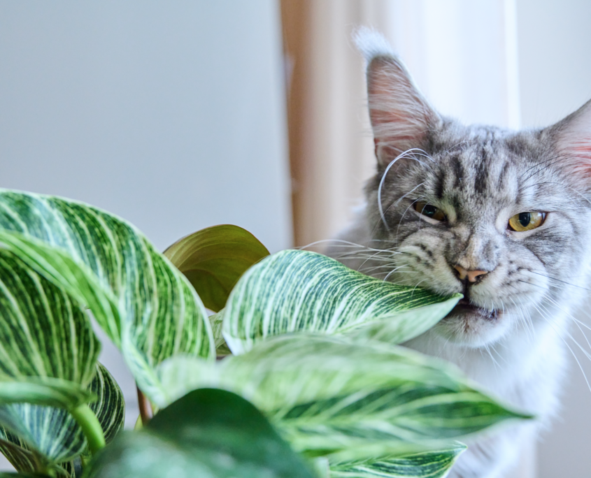 piante da interno sicure per cani e gatti