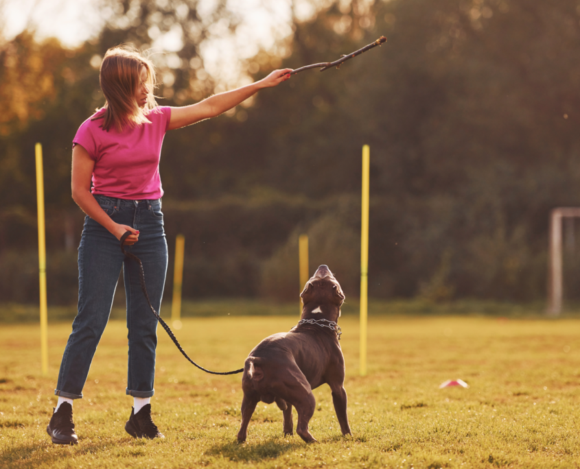 Educazione positiva per i cani addestramento