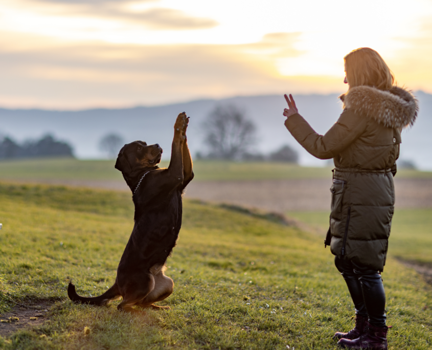 Educazione positiva per i cani