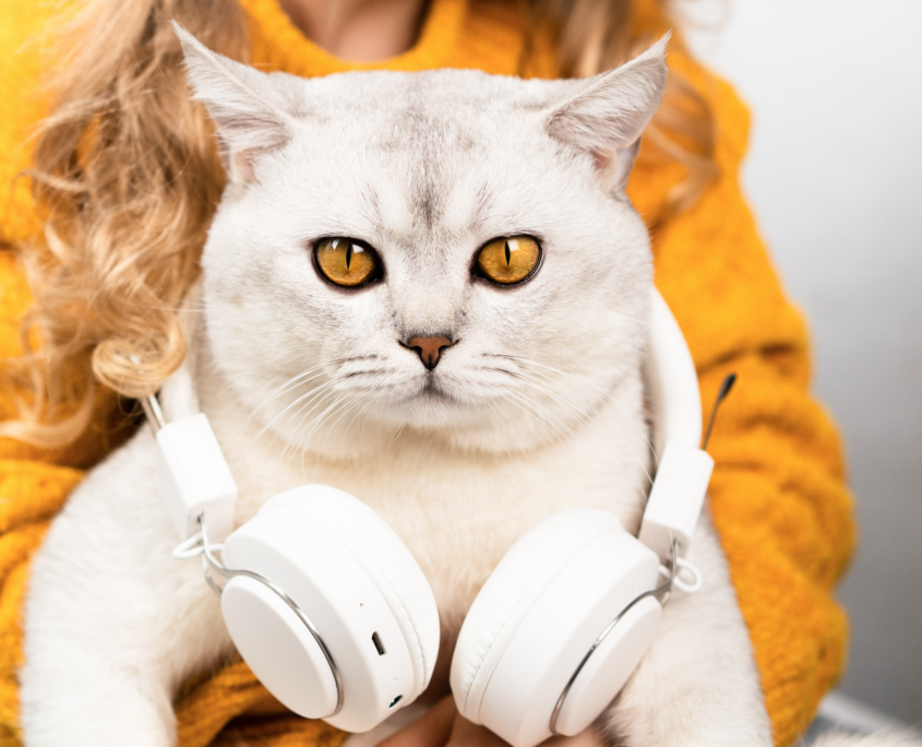 musica rilassante per gatti stressati