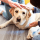 idroterapia per cani artritici